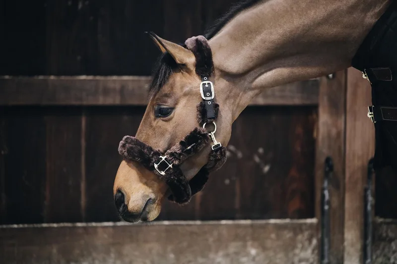 Kentucky Horsewear Sheepskin Shipping Halter - Pony von Kentucky Horsewear in Braun – Produktfoto