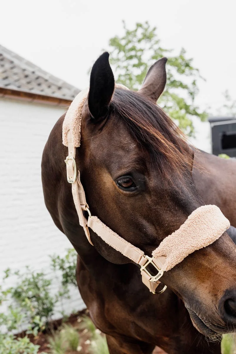 Kentucky Teddy Fleece halster - Full by Kentucky Horsewear in Beige – product photo