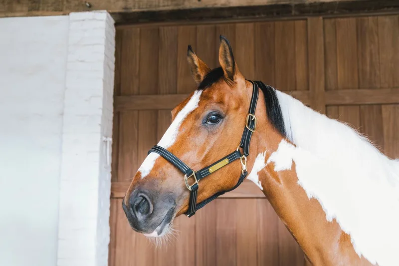 Leder halster Wellington cob van Kentucky Horsewear in Zwart – productfoto