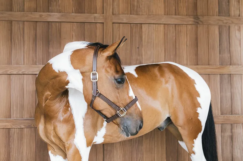 Leder halster Wellington Full de Kentucky Horsewear en Marron – photo produit