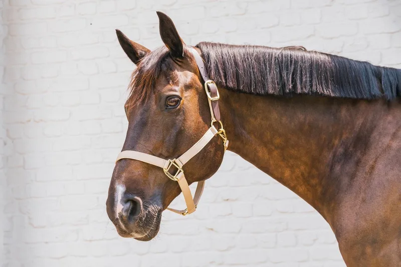 Nylon halster Wellington cob von Kentucky Horsewear in Beige – Produktfoto