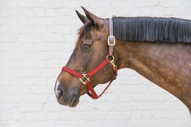 Nylon halster Wellington cob von Kentucky Horsewear in Bordeaux – Produktfoto