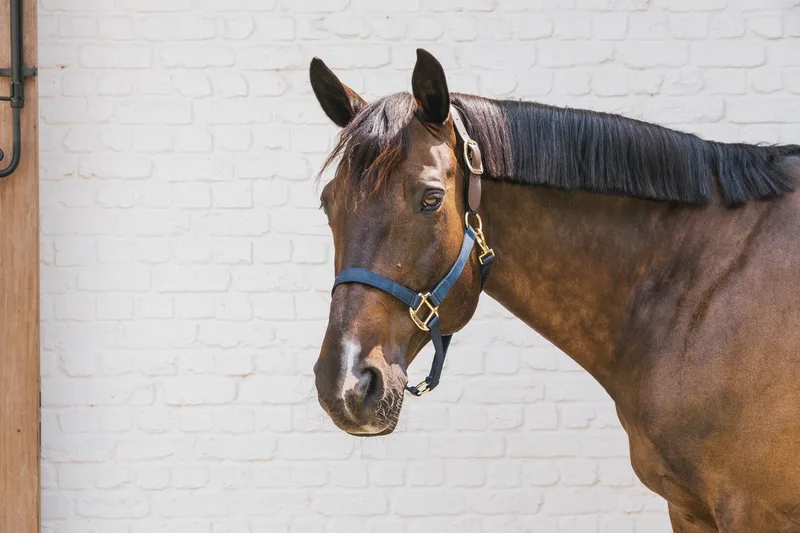 Nylon halster Wellington marine cob by Kentucky Horsewear in Marineblauw – product photo