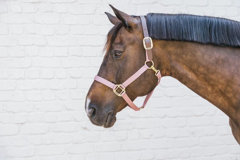 Nylon halster Wellington oud roze Full de Kentucky Horsewear en Oudroze – photo produit