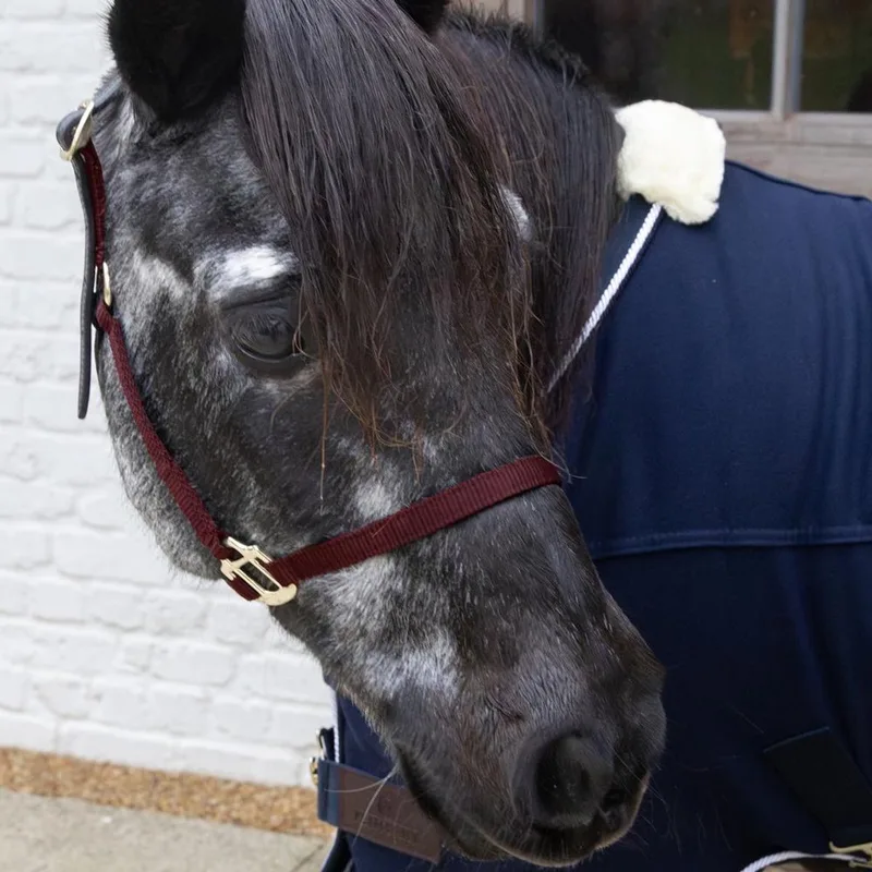 Nylon halster Wellington Shetland Pony by Kentucky Horsewear in Bordeaux – product photo