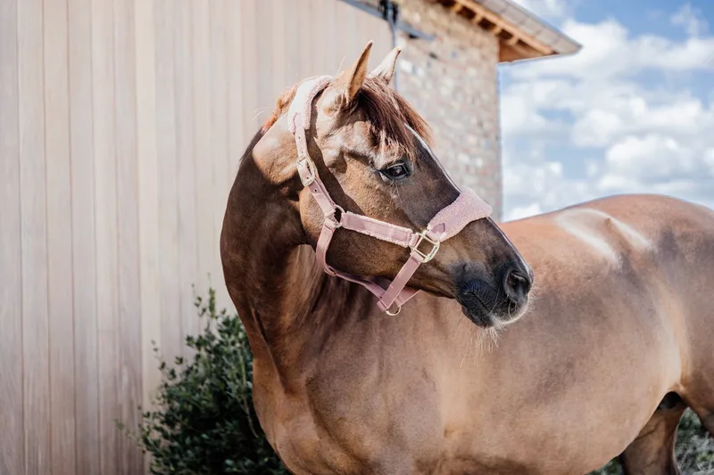 Teddy fleece halster oud roze Pony de Kentucky Horsewear en Oudroze – photo produit