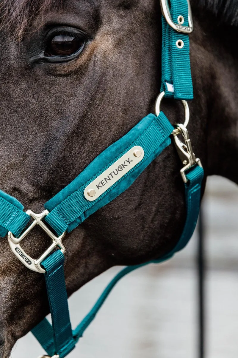Velvet halster cob by Kentucky Horsewear in Smaragd – product photo