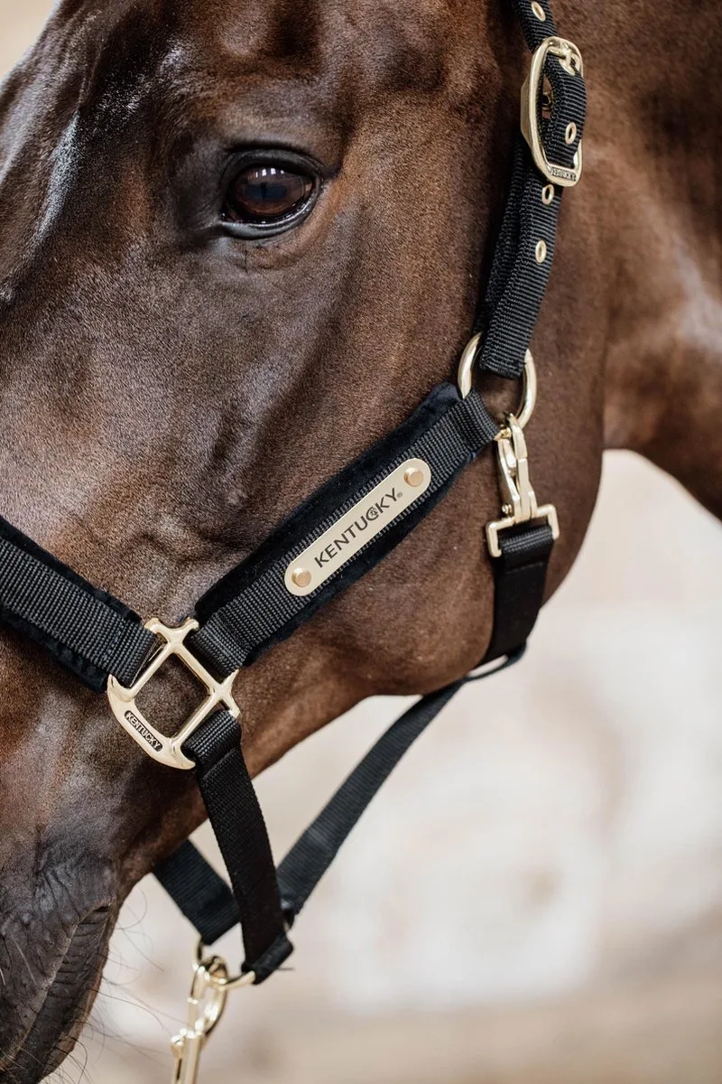 Velvet halster Full by Kentucky Horsewear in Black – product photo