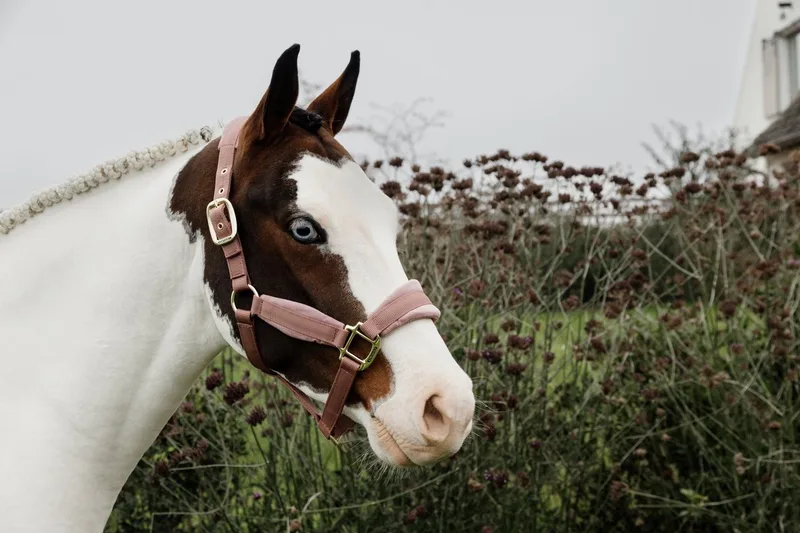 Velvet halster oud roze pony de Kentucky Horsewear en Oudroze – photo produit