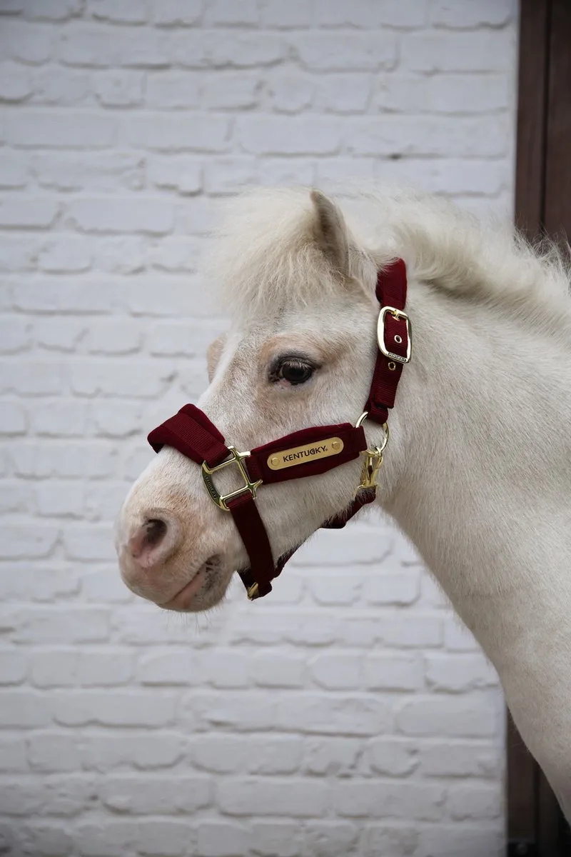 Velvet halster shetland pony by Kentucky Horsewear in Bordeaux – product photo