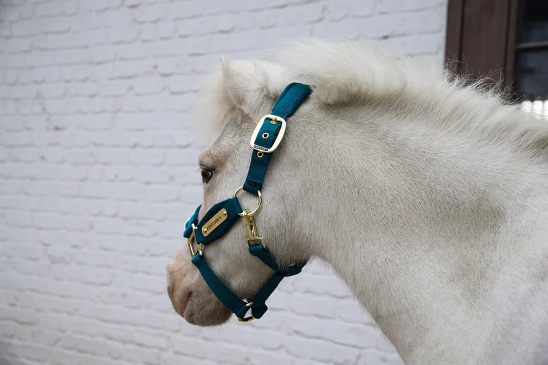 Velvet halster shetland pony de Kentucky Horsewear en Smaragd – photo produit