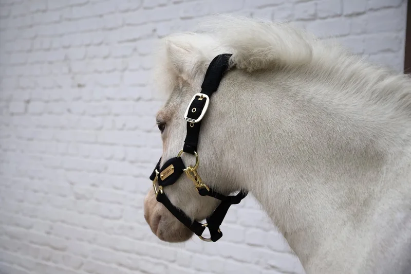 Velvet halster shetland pony von Kentucky Horsewear in Schwarz – Produktfoto