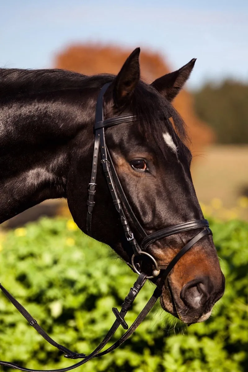 Eurohorse Hoofdstel Cob de Kerbl en Noir – photo produit