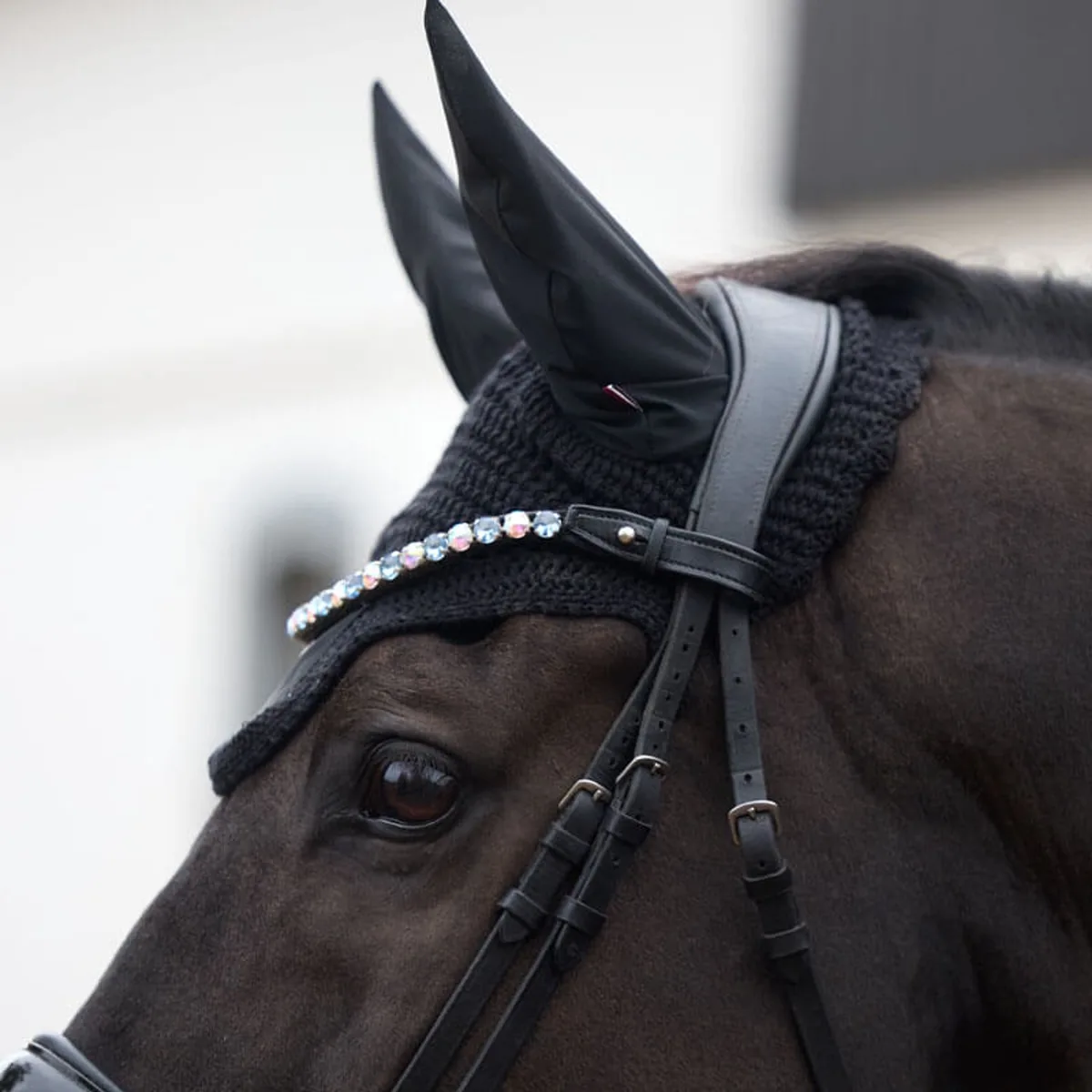 Oornetje Kingsland KLAudrey - Cob von Kingsland in Schwarz – Produktfoto