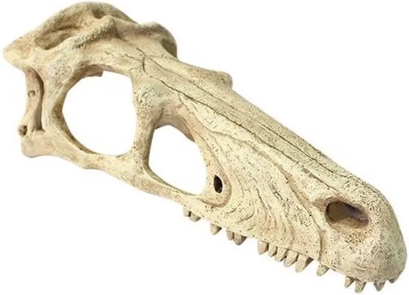 Raptor Schedel Terrarium Decor - XL by Komodo in White – product photo