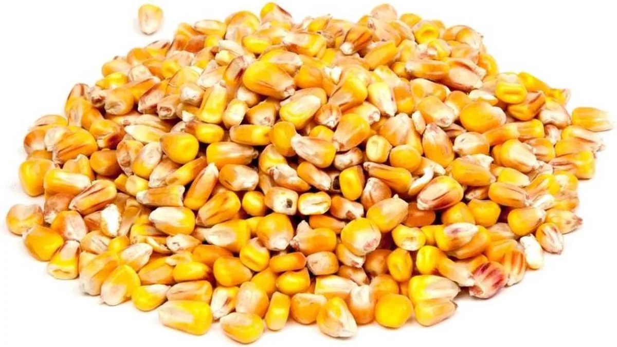 Franse Mais | 18 kg Pluimveevoer van Konacorn – productfoto