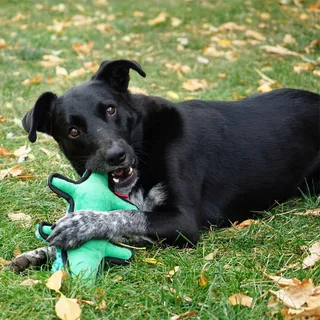 Ballistic® Alligator Hondenspeeltje von KONG – Produktfoto 3 von 4