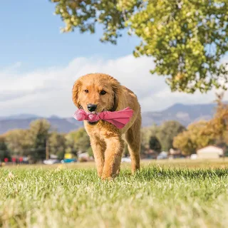 Wubba Puppy - Honden Speelgoed - Assorti Roze of Blauw - 22 cm von KONG in Blau, Rosa – Produktfoto 4 von 4
