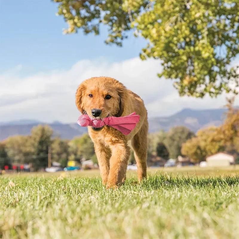 Wubba Puppy - Honden Speelgoed - Assorti Roze of Blauw - 22 cm von KONG in Blau, Rosa – Produktfoto 4 von 4