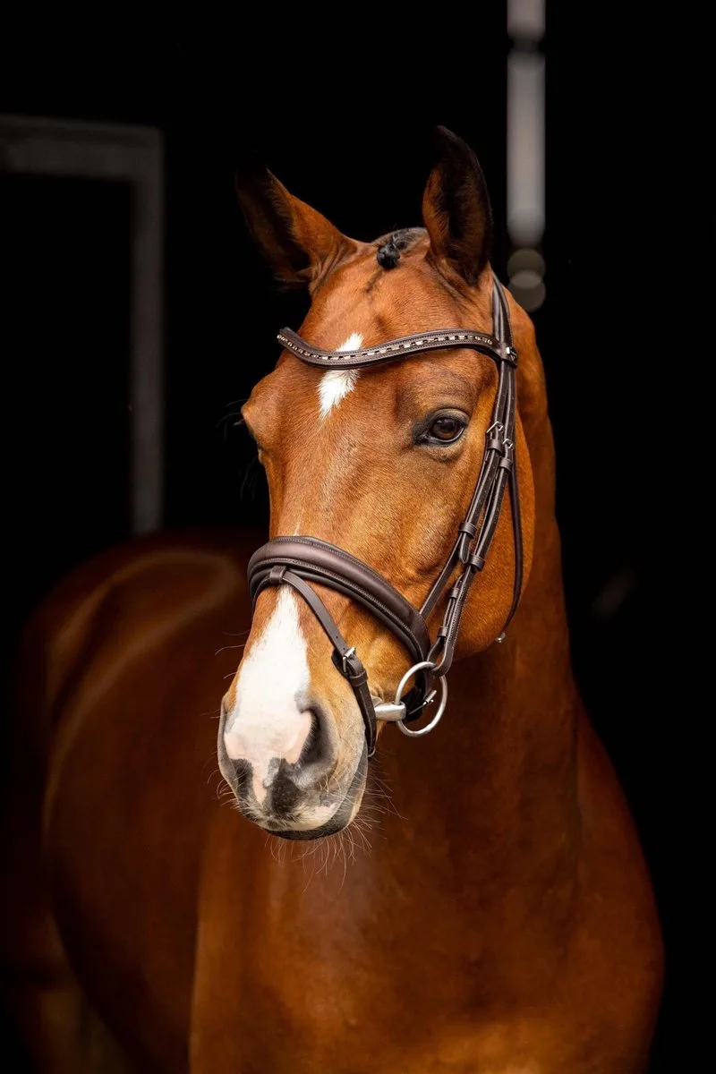 Arika Dressage Hoofdstel Full by LeMieux in Brown, Silver – product photo