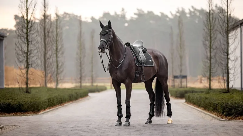 Zadeldek Lemieux Puissance Suède von LeMieux in Braun – Produktfoto