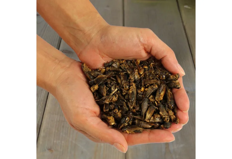 1 kg Lyra Pet® krekels gedroogd von Lyra Pet – Produktfoto 5 von 5