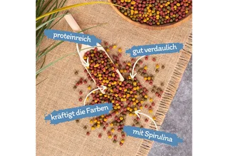 10 liter (3,7 kg) Lyra Pond® Pond Allround Koi Mix visvoer vijvervoer von Lyra Pet – Produktfoto 2 von 5