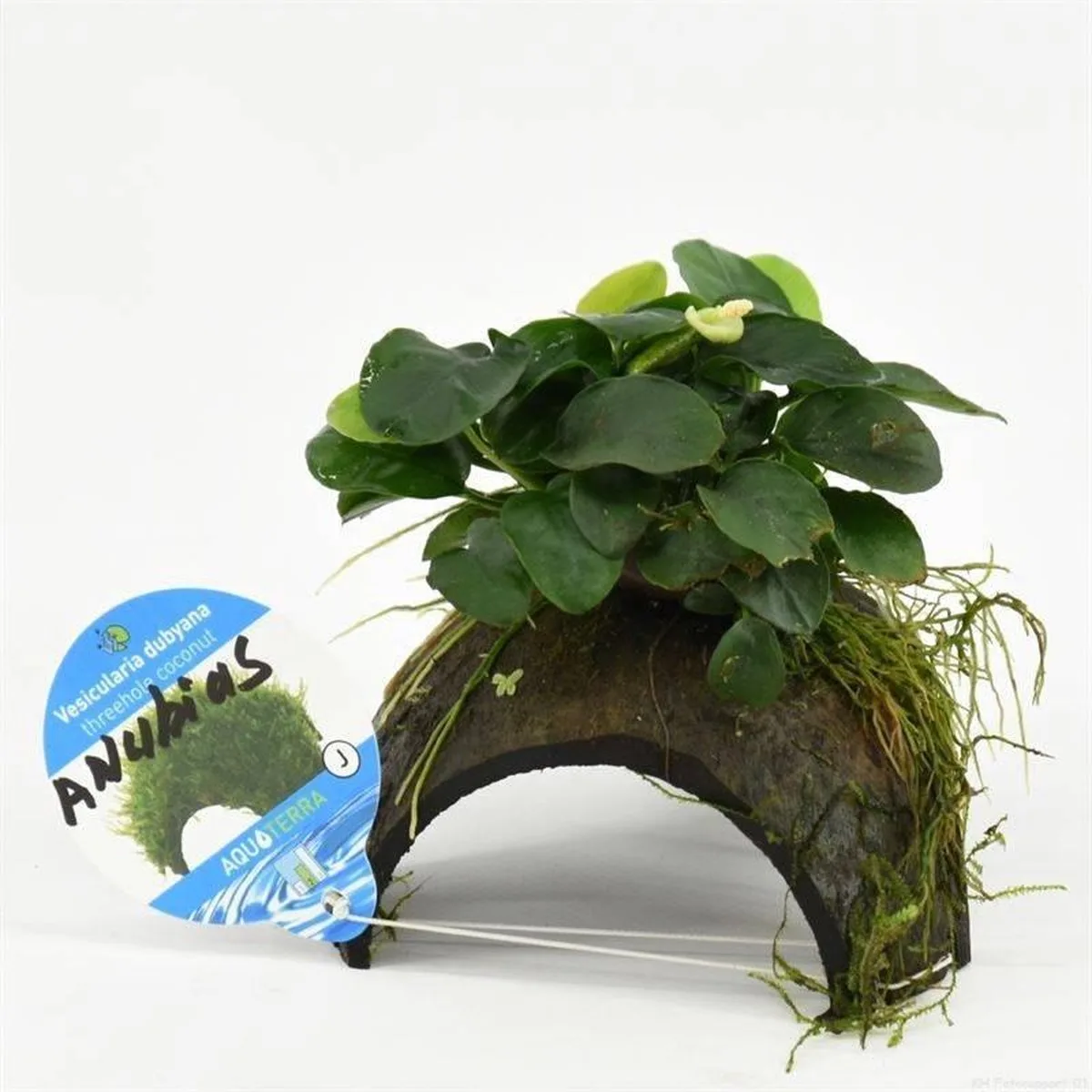 3-gaats Cocosnoot met Anubias från Moerings i Brun – produktbild