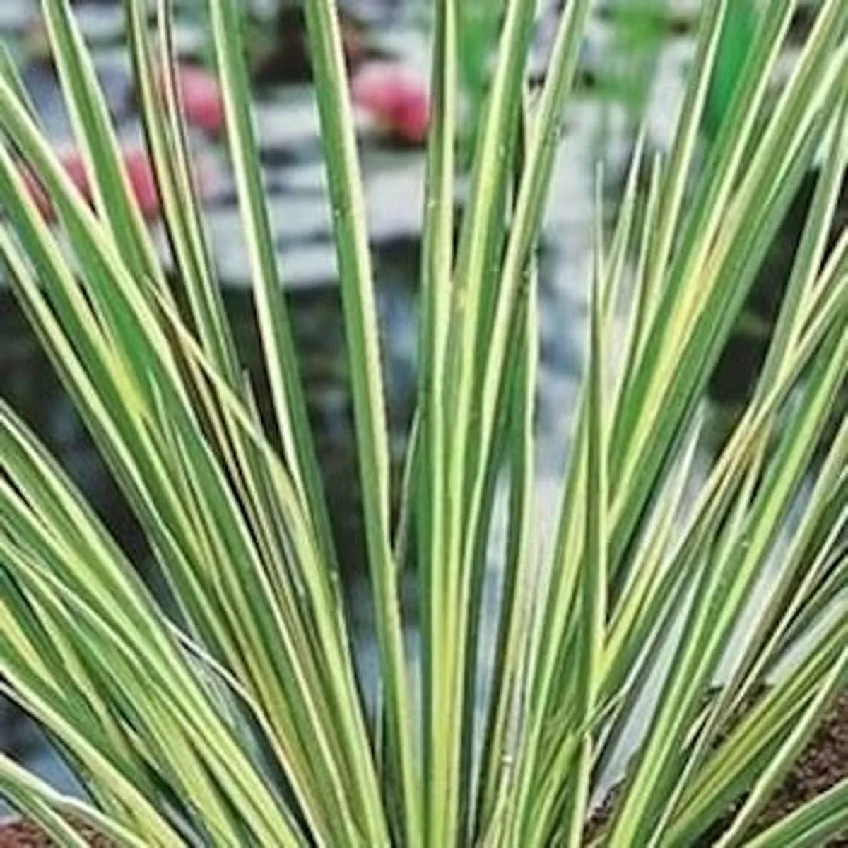 Acorus Calamus Gramineus | Mini bonte kalmoes | In 18CM Mand Kant en Klaar från Moerings i Gul – produktbild