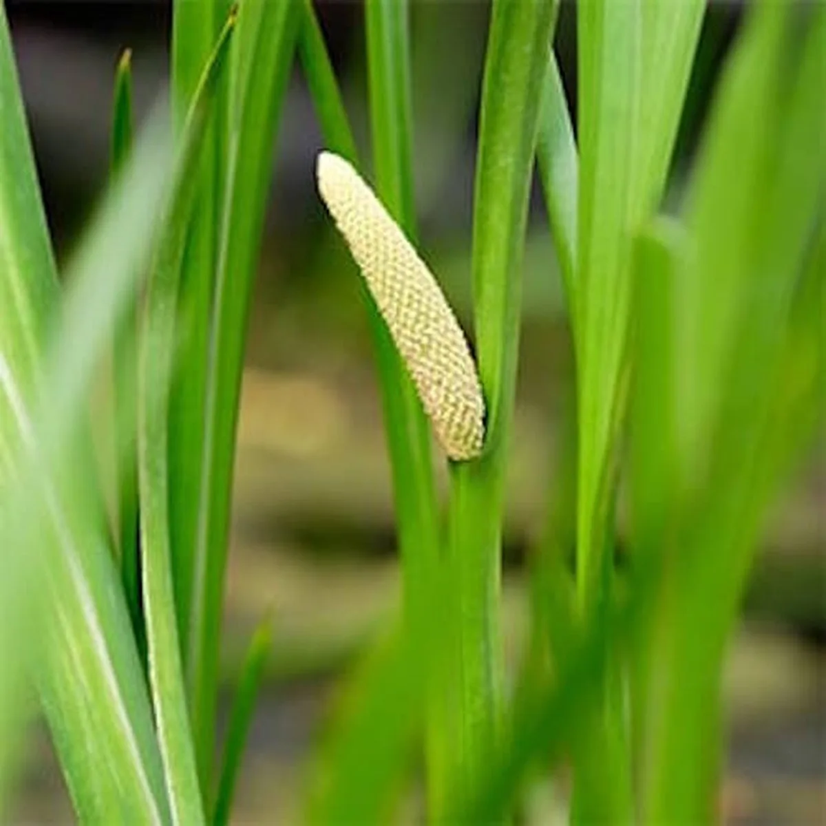 Acorus Calamus | Kalmoes | In 9CM pot von Moerings in Grün – Produktfoto