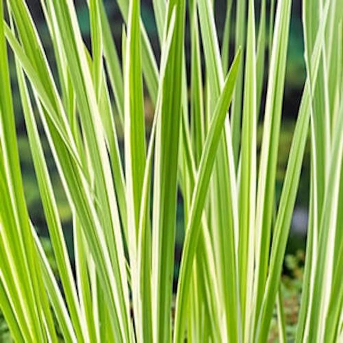 Acorus Calamus Variegata | Bonte kalmoes | In 18CM Mand Kant en Klaar från Moerings i Grön – produktbild