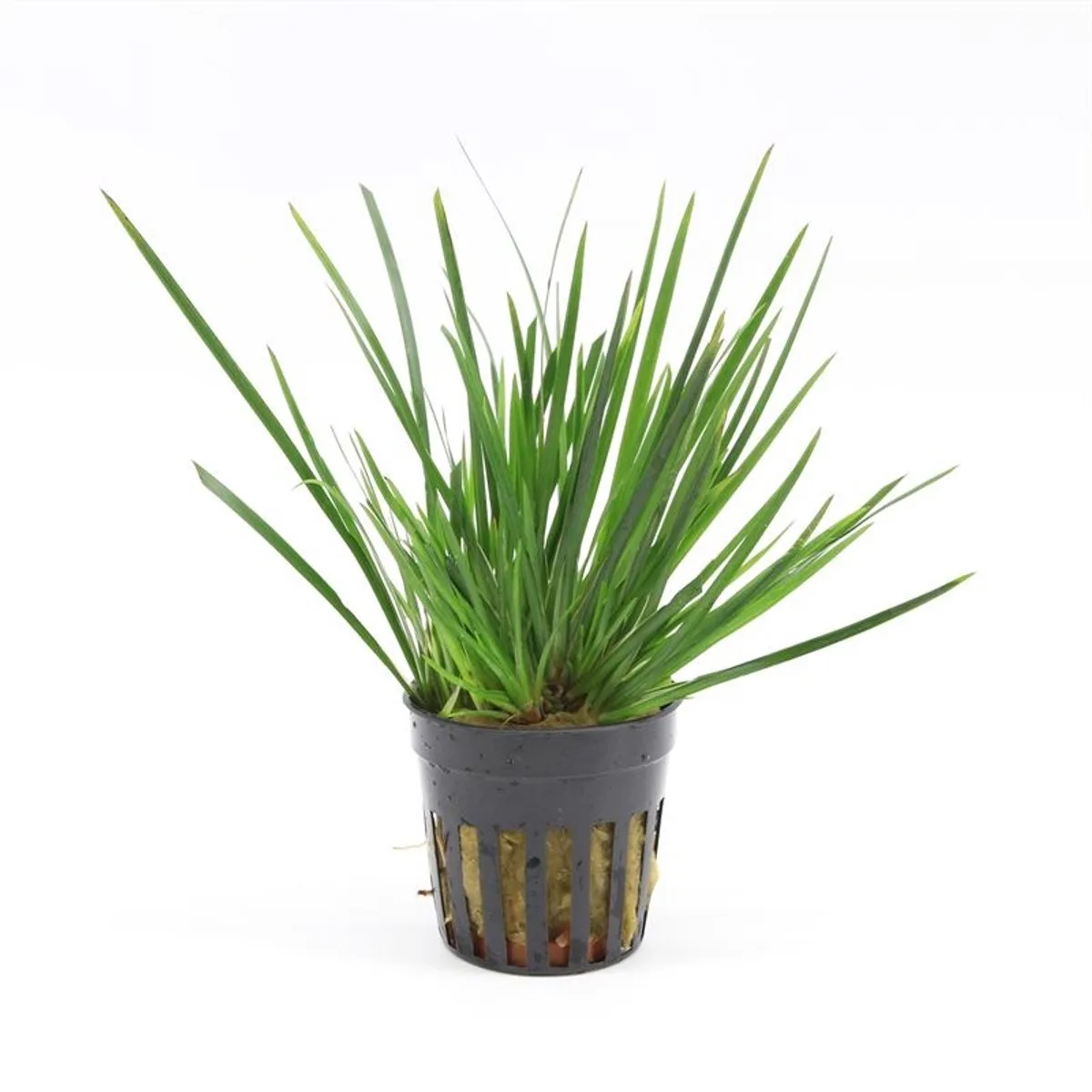 Acorus gramineus pussilus | Dwergkalmoes | In 5 cm pot från Moerings i Grön – produktbild