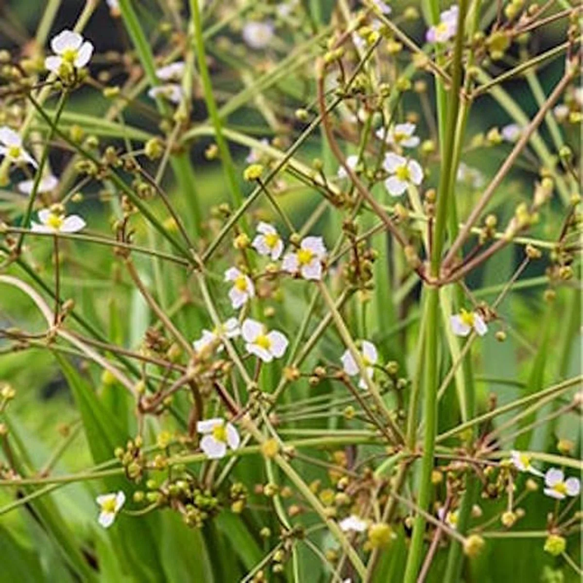 Alisma Lanceolata | Smalbladige Waterweegbree | In 9CM pot van Moerings in Wit – productfoto
