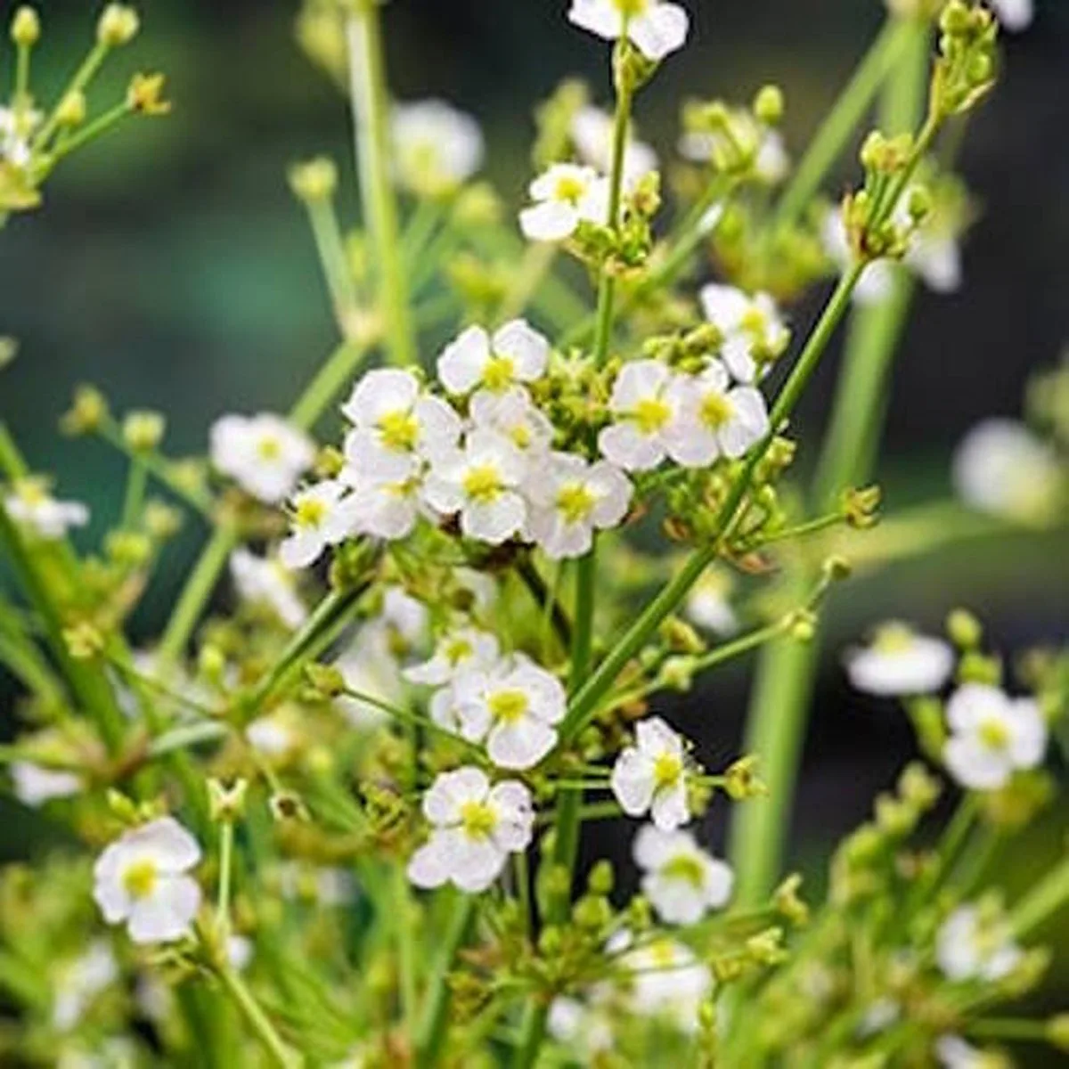 Alisma Parviflora | Waterweegbree | In 18CM Mand Kant en Klaar van Moerings in Wit – productfoto