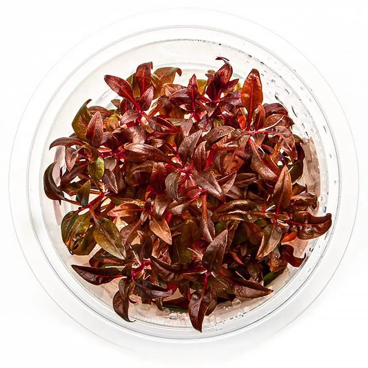 Alternantera Minima | Mini Papegaaiblad | In vitro cup Waterplant från Moerings i Röd – produktbild