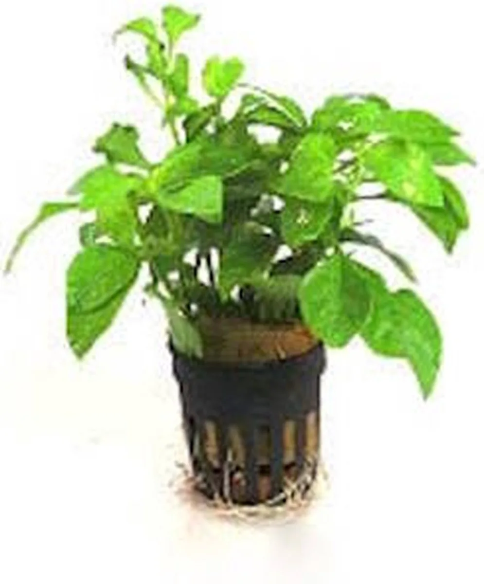 Alternanthera Bettzickiana | In 5 cm pot från Moerings i Rosa – produktbild