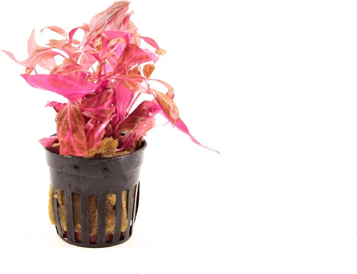 Alternanthera Cardinalis Rosanervig 6 stuks - Aquariumplant - Aqua Producten från Moerings i Röd – produktbild