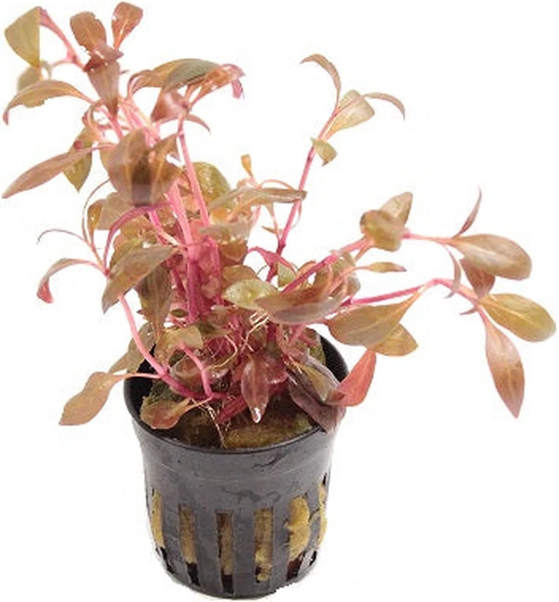 Alternanthera Reineckii Mini | Papegaaienblad | in 5 cm pot från Moerings i Rosa – produktbild