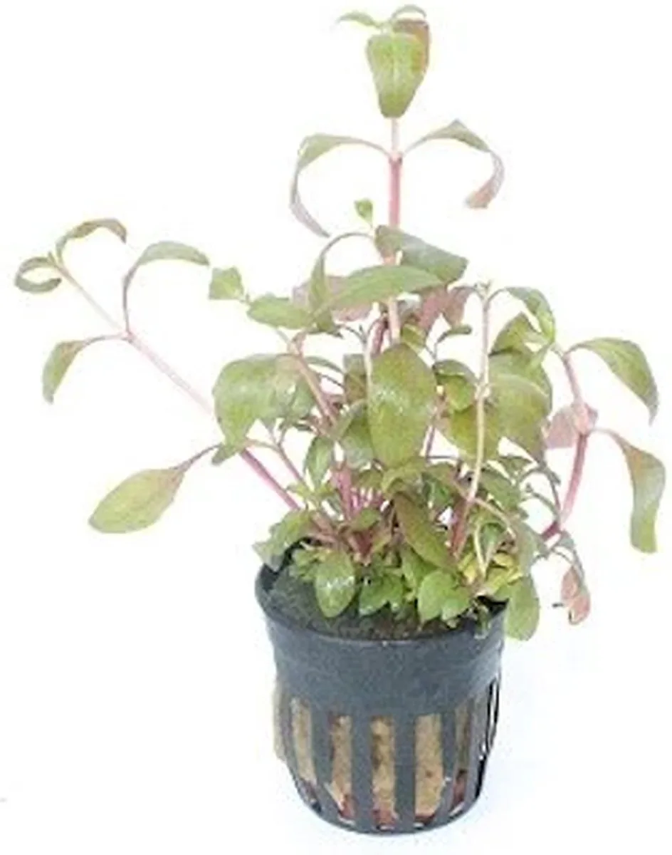 Alternanthera Reineckii | Papegaaienblad | in 5 cm pot de Moerings en Rouge – photo produit