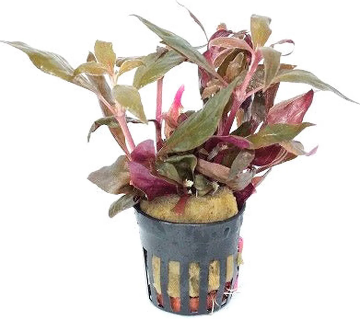 Alternanthera Rosaefolia | Papegaaienblad | in 5 cm pot från Moerings i Röd – produktbild