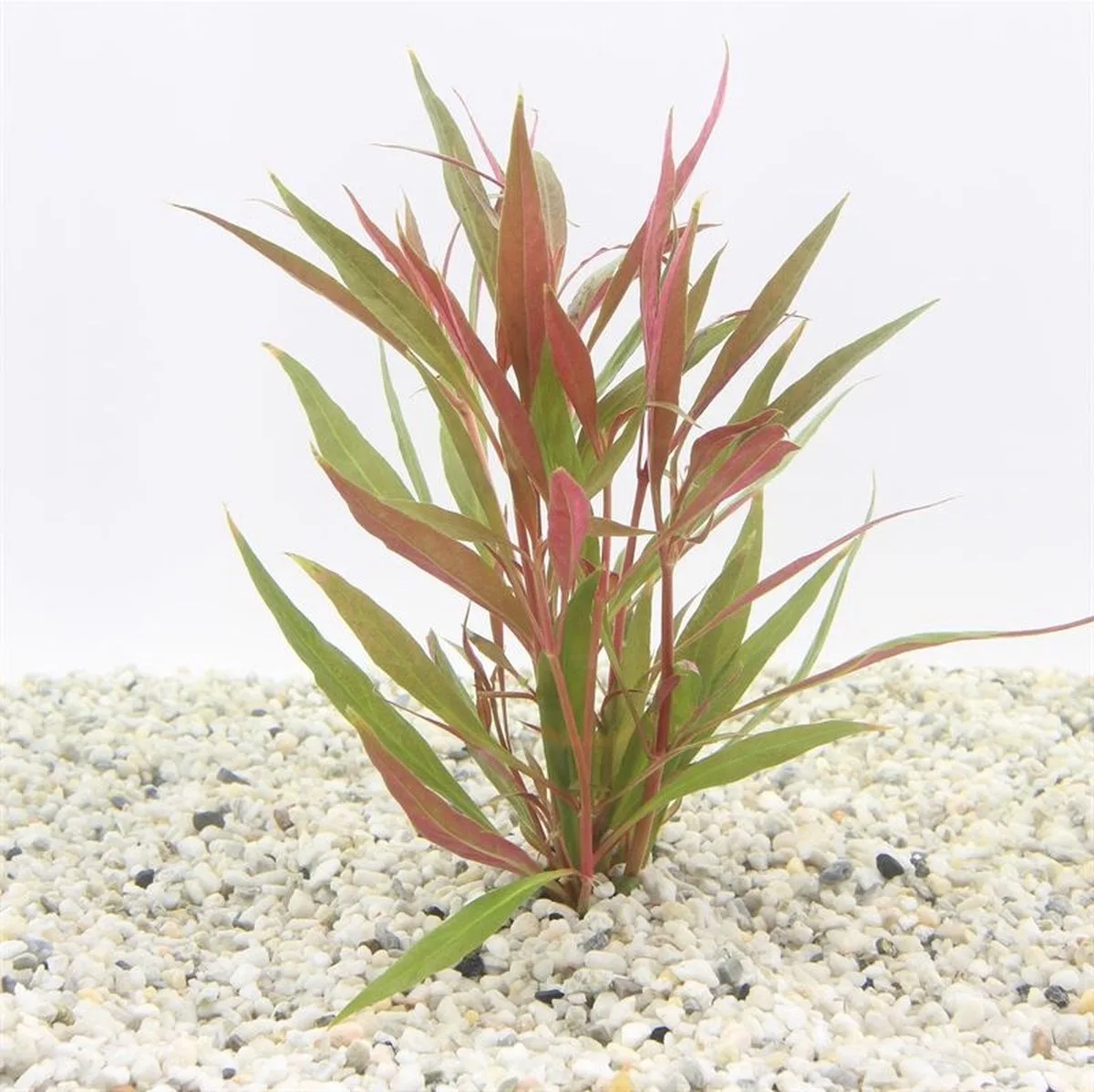Alternanthera Rosaefolia | papegaaienblad | in bos met loodje Waterplant från Moerings i Röd – produktbild