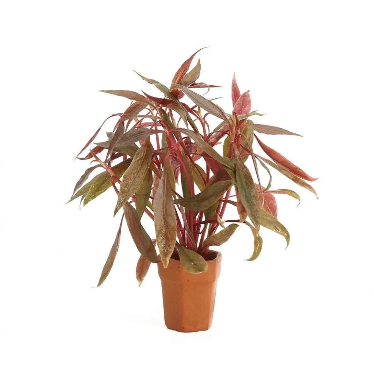 Alternanthera Rosaefolia | Papegaaienblad | in Terracotta Pot de Moerings en Rouge – photo produit
