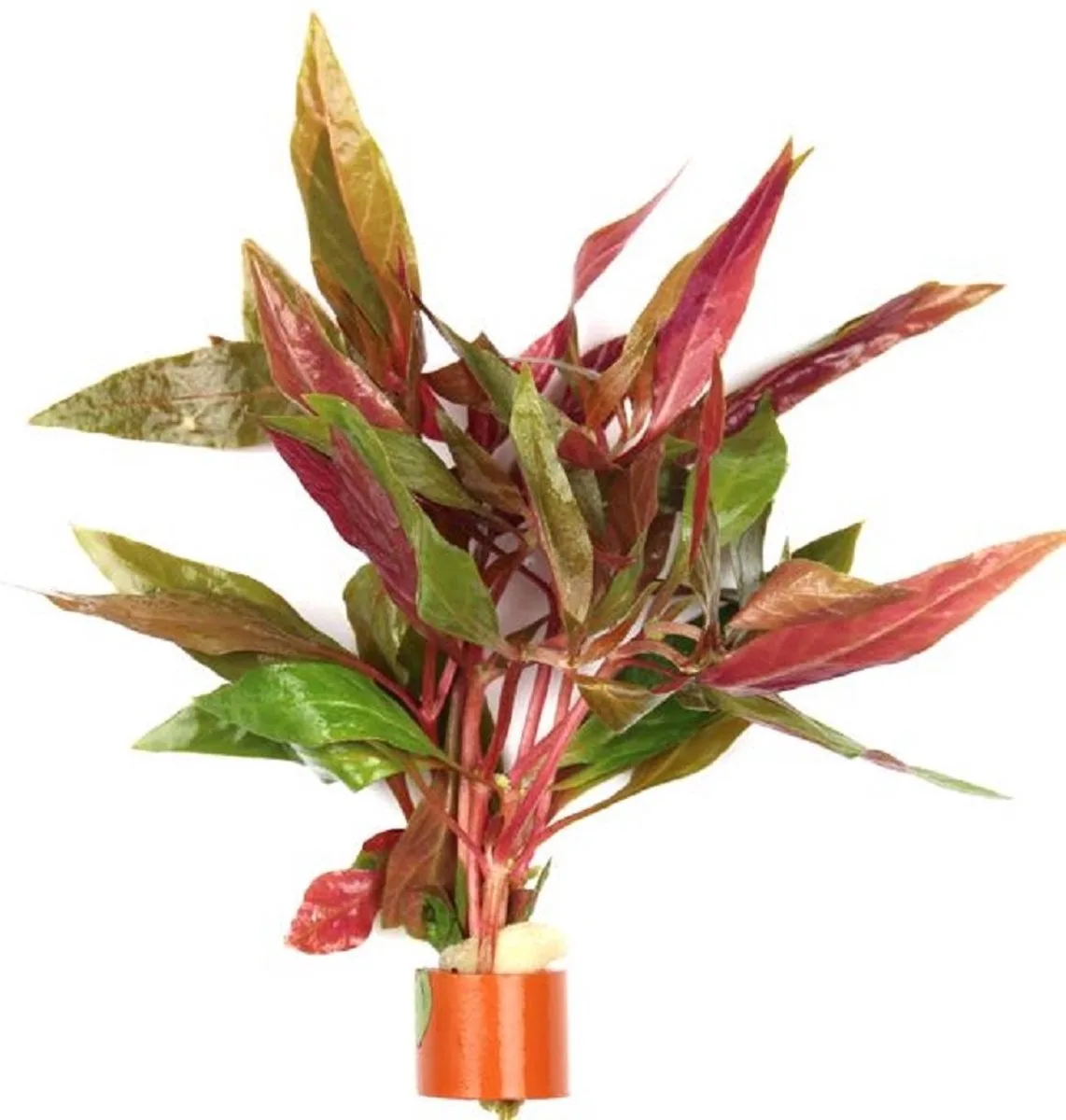 Alternanthera Rosaefolia | Papegaaienblad | in Terracotta Ring från Moerings i Röd – produktbild