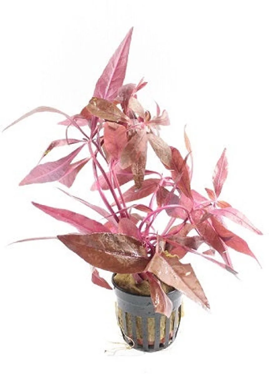 Alternanthera Sessilis | Koperkleurig papegaaienblad | In 5 cm pot de Moerings en Cuivre – photo produit