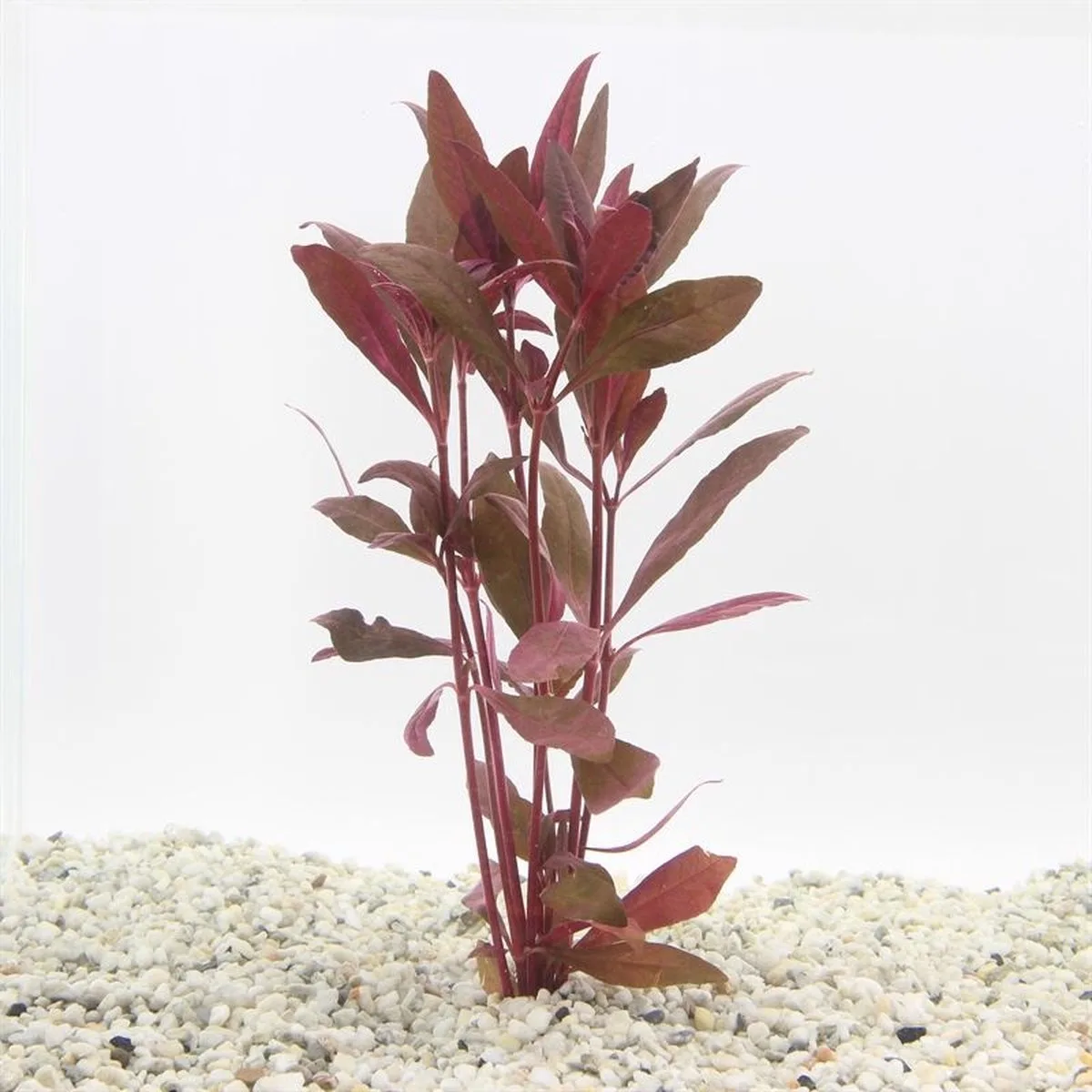 Alternanthera Sessilis | Koperkleurig papegaaienblad | in bos met loodje Waterplant från Moerings i Koppar – produktbild