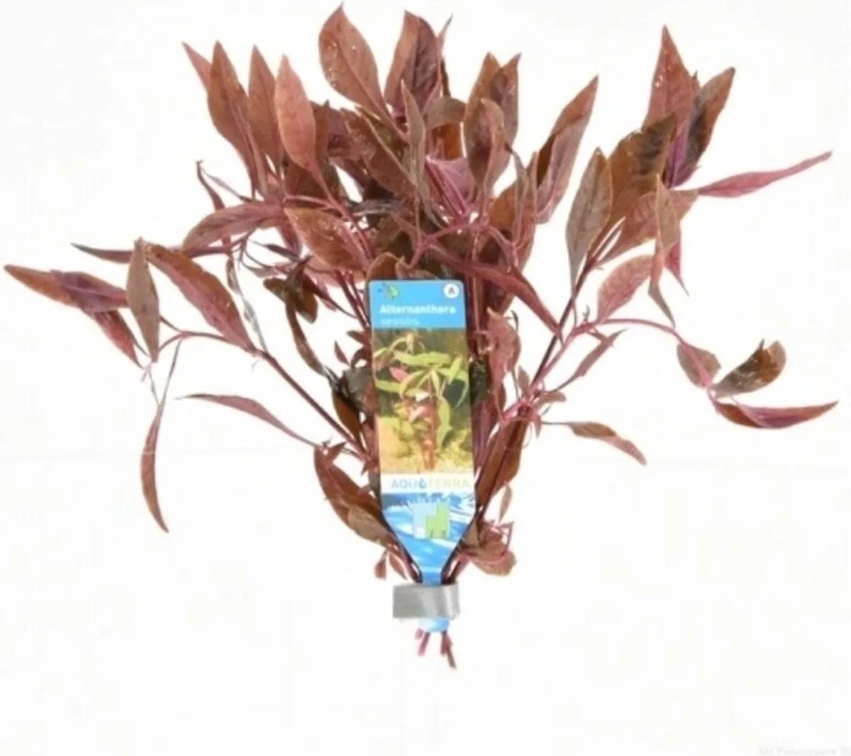 Alternanthera Sessilis | Koperkleurig papegaaienblad | in Terracotta Ring de Moerings en Violet – photo produit