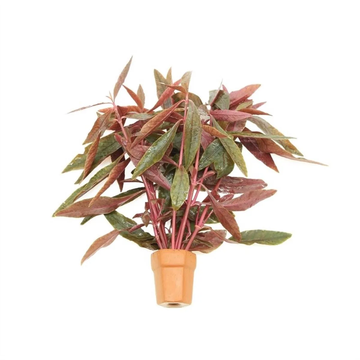 Alternanthera Sessilis | Koperkleurig papegaaienblad | in Terracotta Pot från Moerings – produktbild