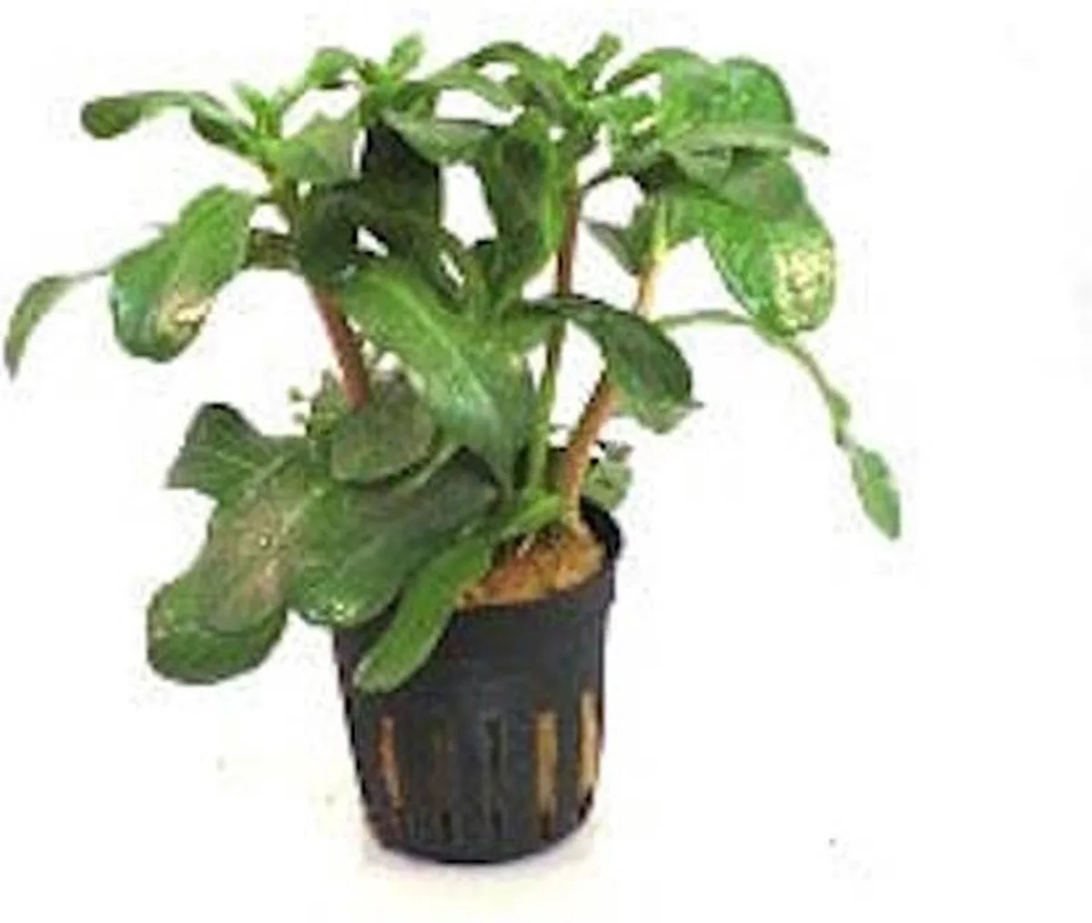 Ammania Senegalensis | Kleine Cognacplant | in 5 cm pot van Moerings in Groen – productfoto