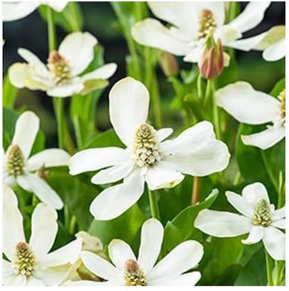 Anemopsis Californica | Water anemoon | In 18CM Mand Kant en Klaar de Moerings en Violet – photo produit