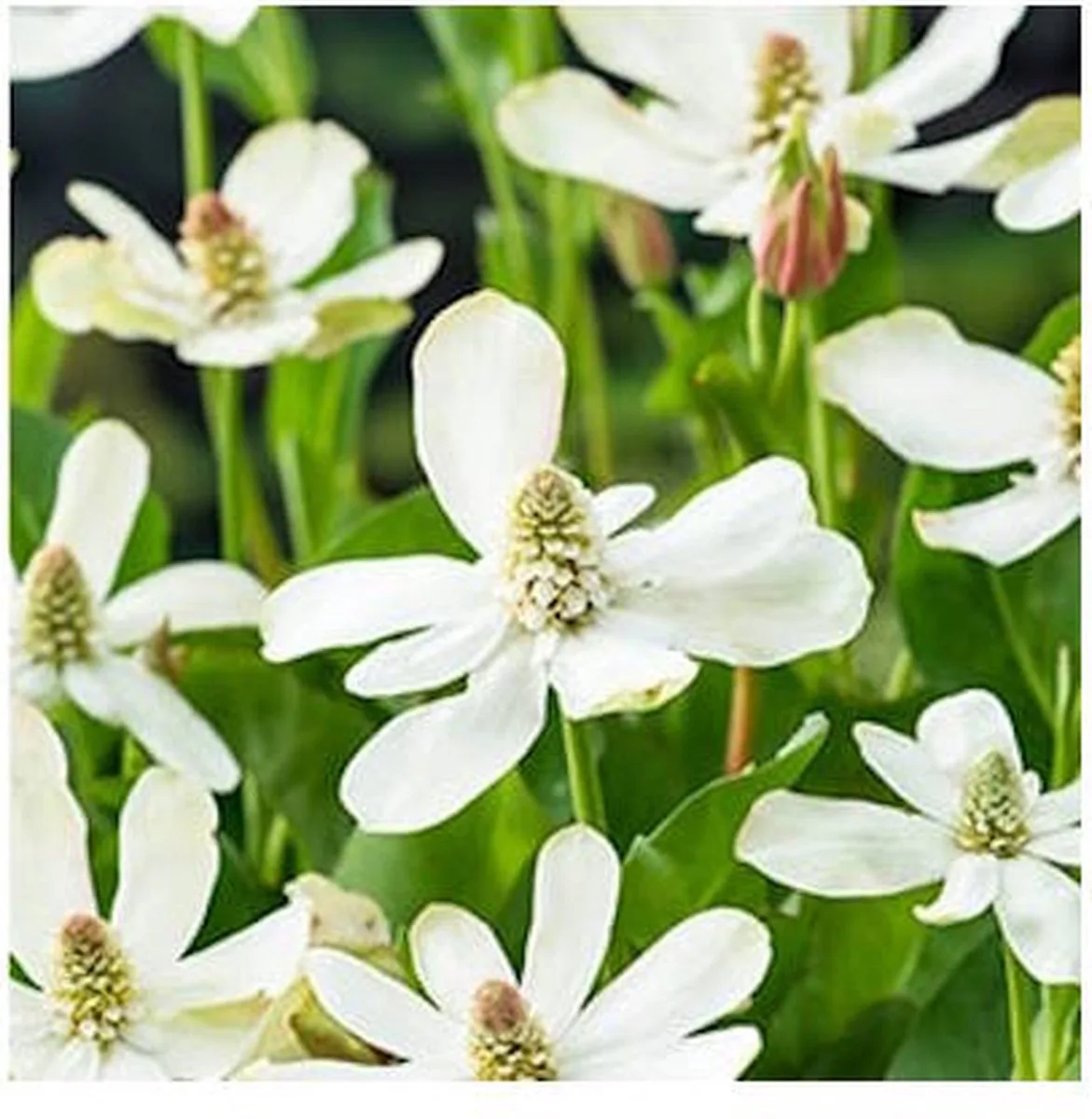 Anemopsis Californica | Water anemoon | In 9CM pot de Moerings en Rose – photo produit